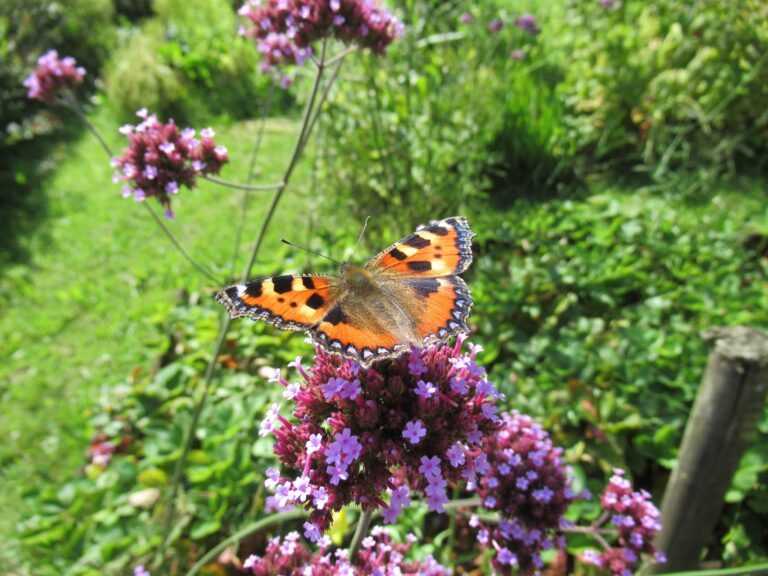 Faire de son jardin une oasis de biodiversite╠u